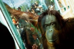 National Zoo Orangutans Have Fun With Park Visitors Orangutan