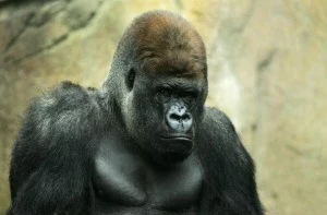 Taronga Zoo Welcomes Gorilla Baby Taronga Zoo Welcomes Gorilla Baby