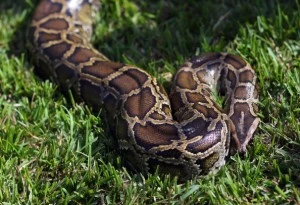 Snakes
