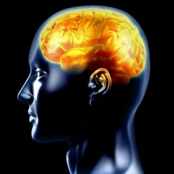 Brain