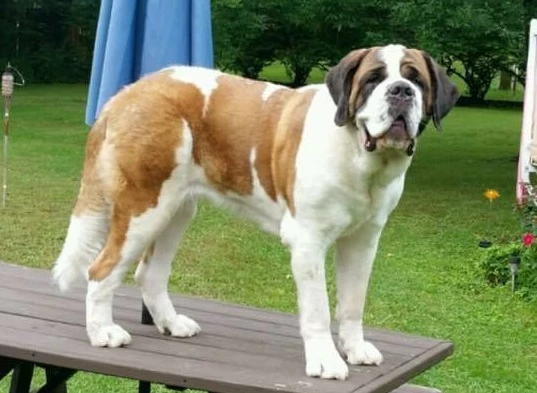 (facebook via WNY Lost & Found Pets)
