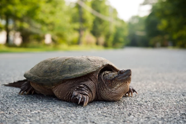 Forget the Chicken! Turtles Starting to Cross New York Roads