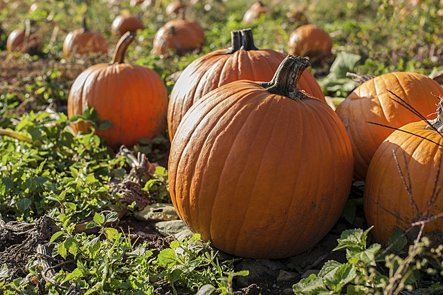 Here is How To Pick A Perfect Central New York Pumpkin [TIPS]
