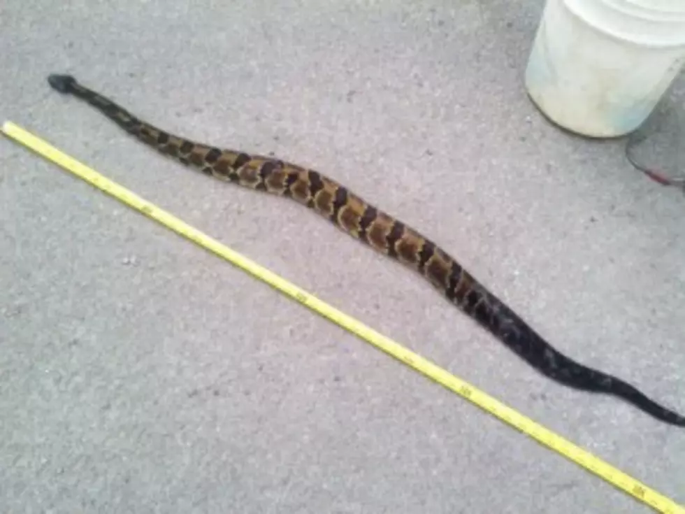 Rattlesnake Found In Letchworth State Park