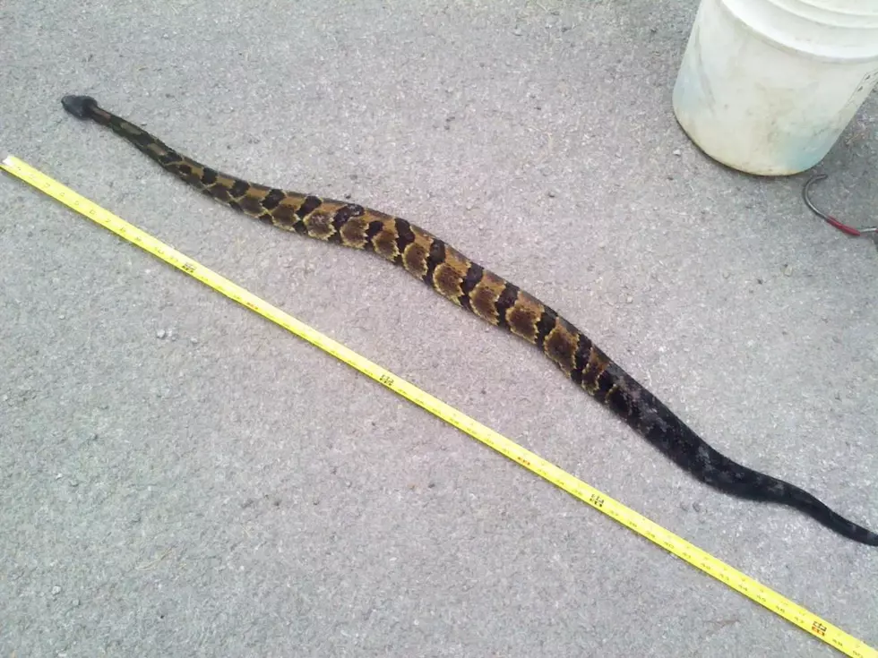 Venomous Rattlesnake Found in Western New York
