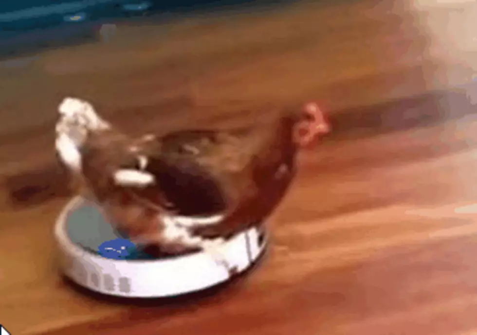 Chicken Takes a Ride on a Roomba!