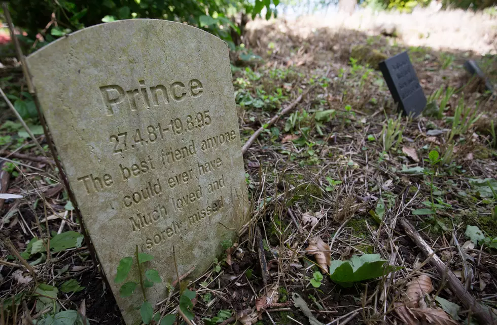 Forest Lawn Cemetery Will Now Allow Pets To Be Buried There