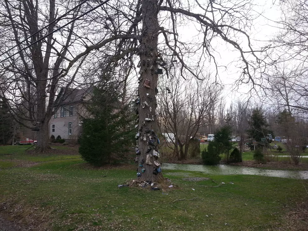 Amherst Shoe Tree Questions Answered