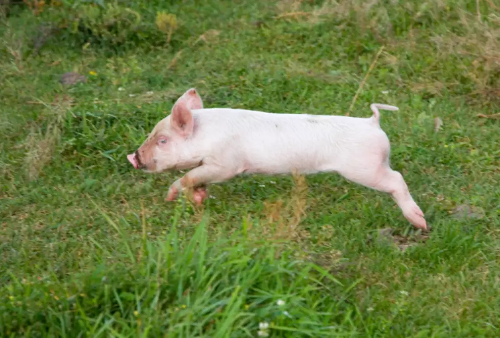 Watch The Theater Of Youth’s Performance Of ‘Charlotte’s Web’ This Weekend