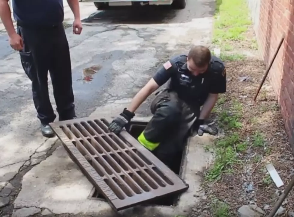 Ducklings Rescued From Lockport Storm Drain