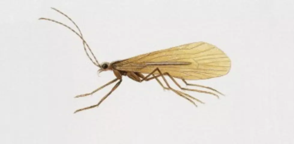 The WNY Bug Population is Booming! Here Are Some Natural Repellents