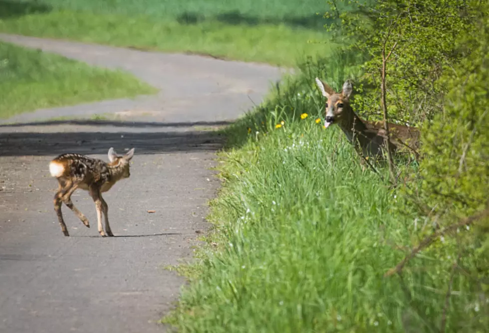 Depew, New York Deer Playing Peek-A-Boo Goes Viral