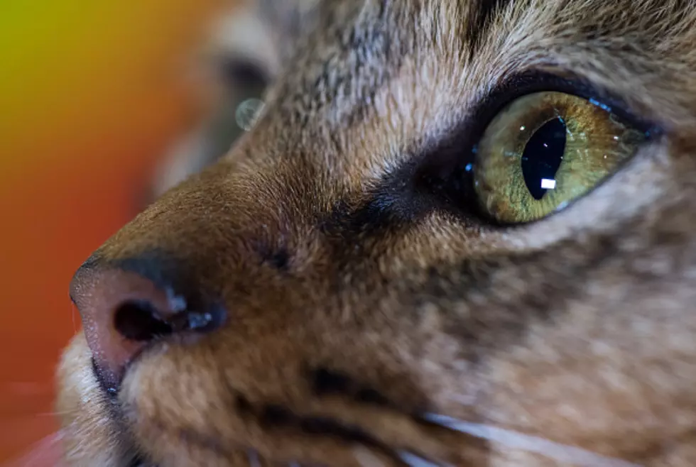 Buffalo Streaker Is A Lackawanna Cat’s Hero
