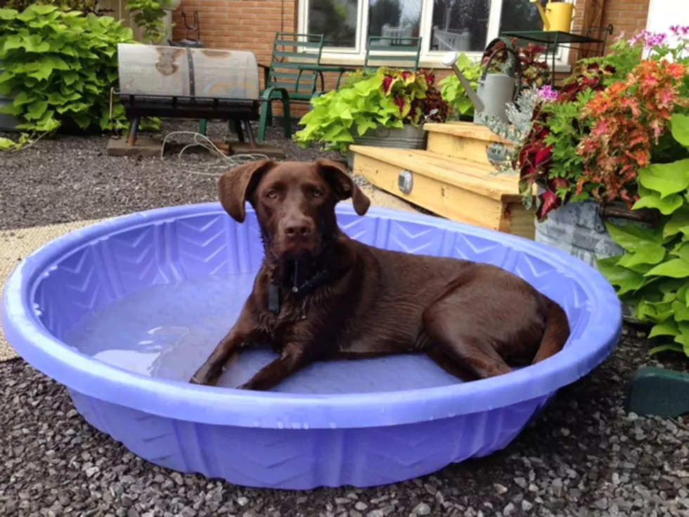 My Dog Can Sense What?