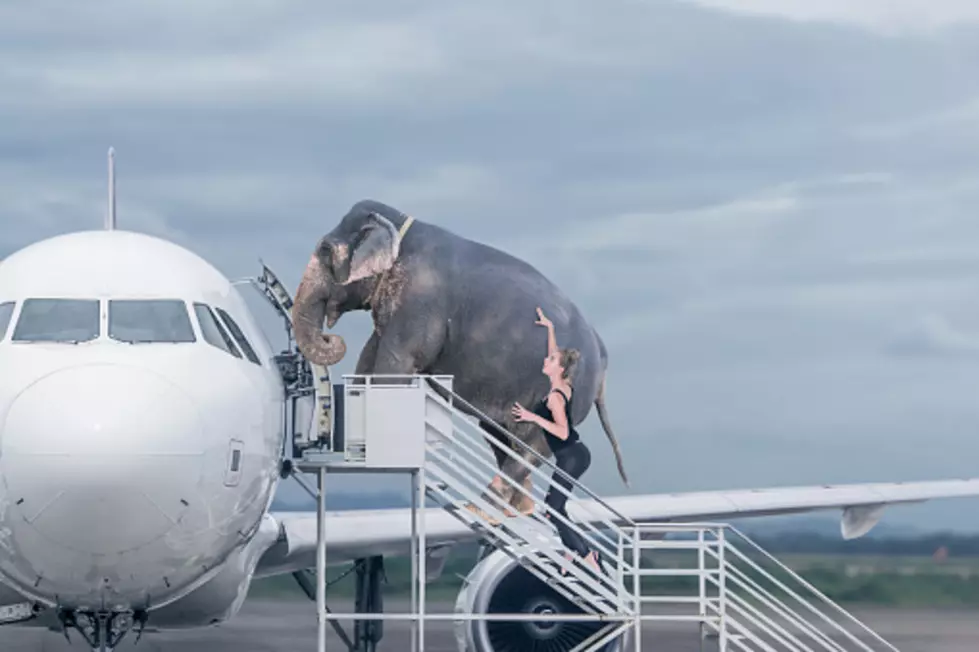 Elephant in New York State Causing Massive, Heated Debate