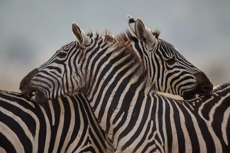 Hidden Valley Animal Adventure Opens For It’s 10th Season