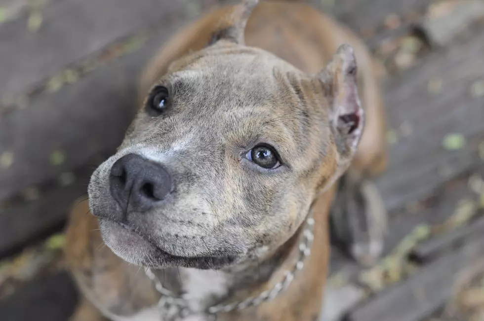 Important Tips To Protect Your Dogs Before New York Opens Back Up