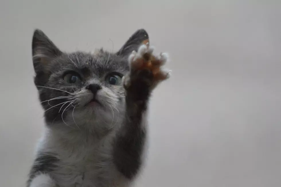“Pay What They Weigh” Right Now At SPCA Serving Erie County