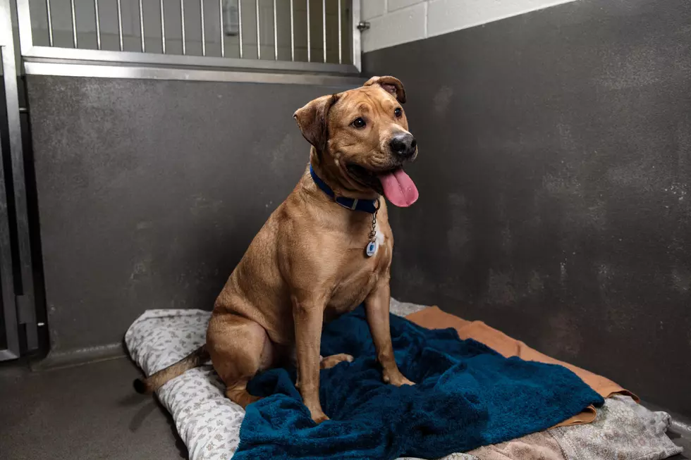 Delaware Becomes First “No-Kill” State For Animal Shelters