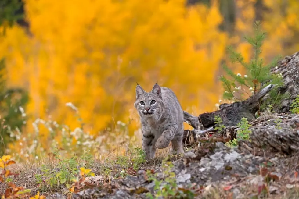 Dangerous Animals Found in New York State