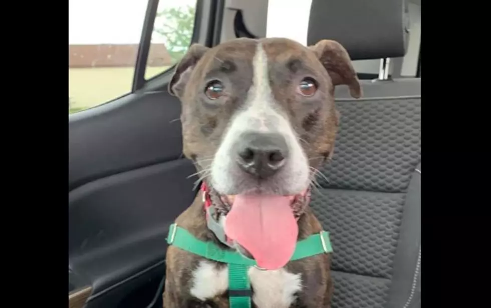 This Dog Who Is Deaf Is Having Trouble Getting Adopted At The Niagara County SPCA