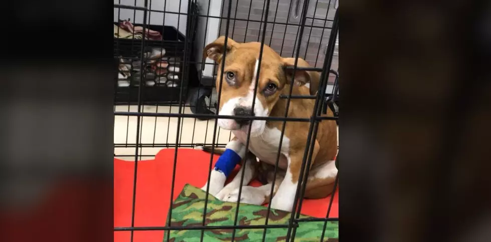 6-Month-Old Abused Puppy Rescued By Niagara County SPCA Needs Your Help