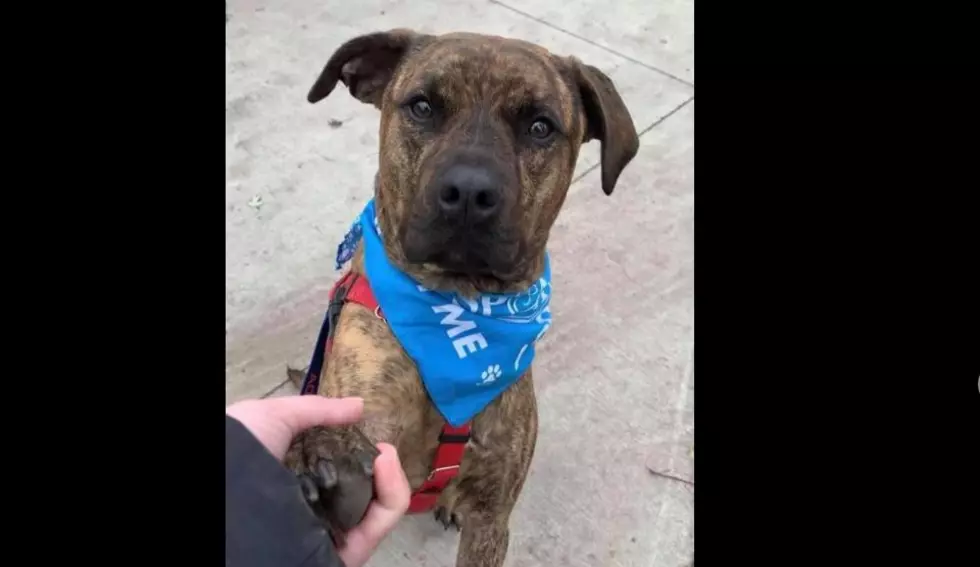 This Dog Was Adopted as a Puppy then Returned Two Years Later: Let’s Help Him Out
