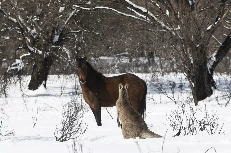 Missing Kangaroo Located 2 Hours from Buffalo