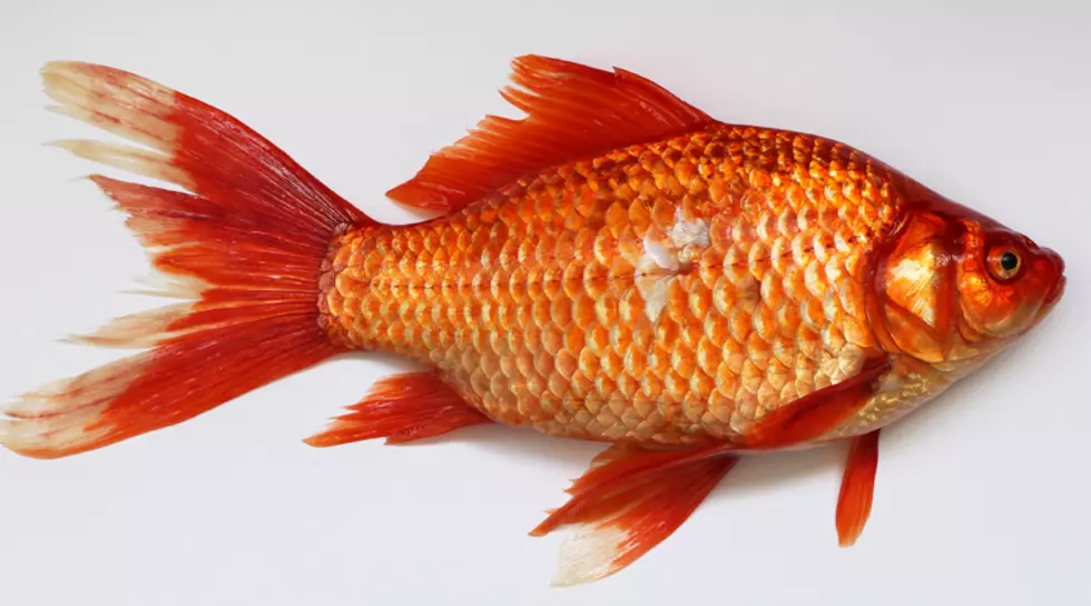 Fish Game to be Banned in New York State?