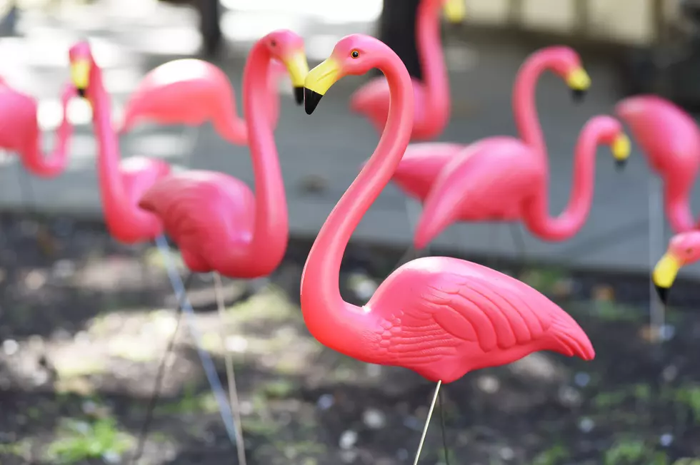Buffalo Park Needs Your Help To Regain World Record
