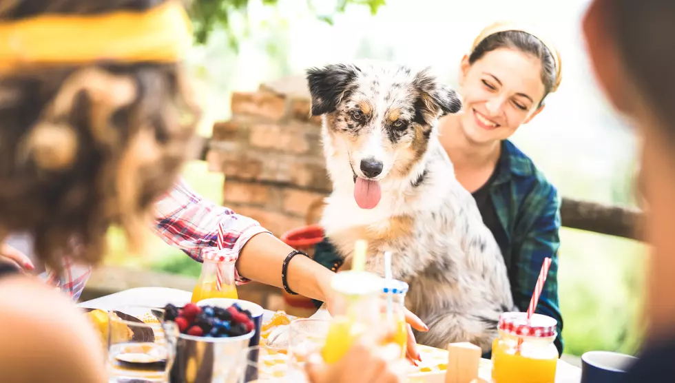 New Restaurant, Ale House Opens in Hamburg With Dog-Friendly Menu