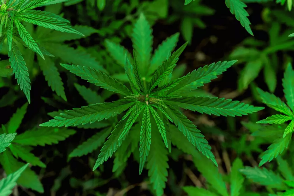 Serious Weed Emergencies Happening in New York State
