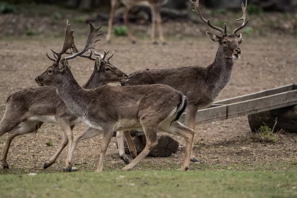 Warning to NOT Do This To Deer in New York State