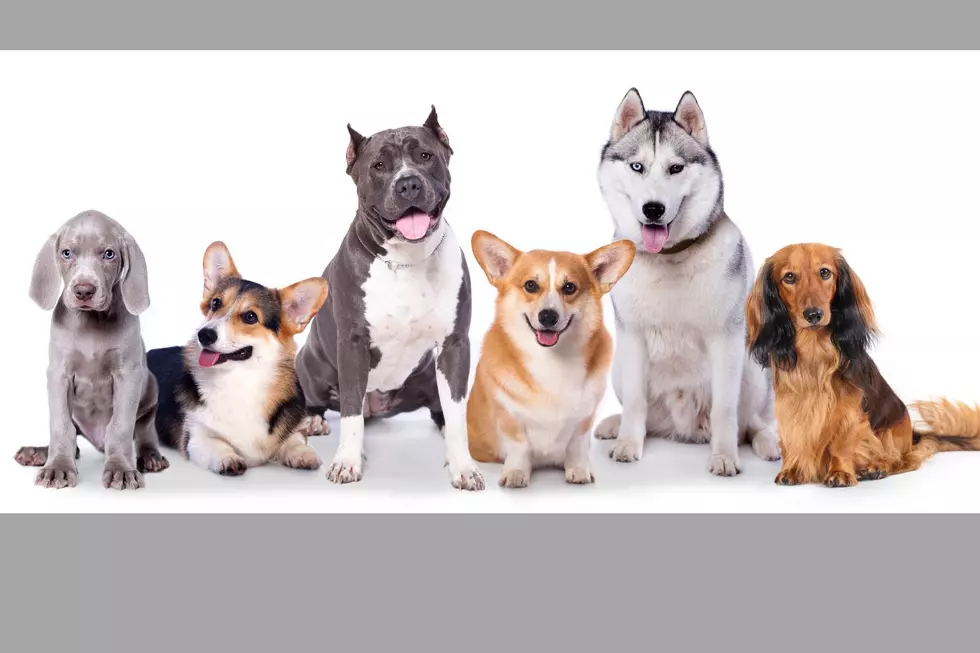 The Most Popular Dog Names For 2023 In New York