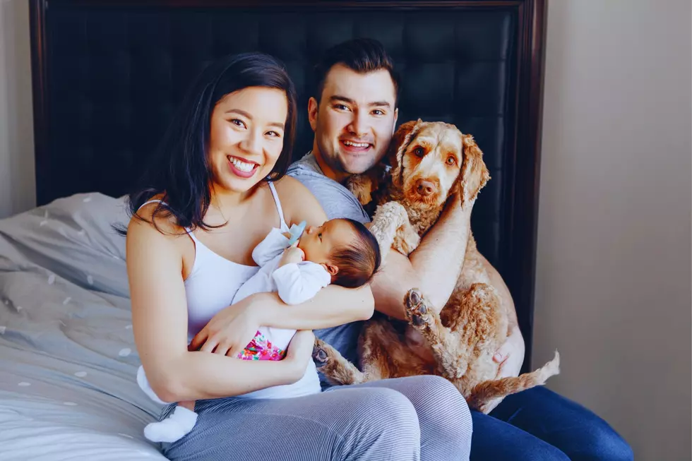Are Pets Legally Considered Family In New York State?