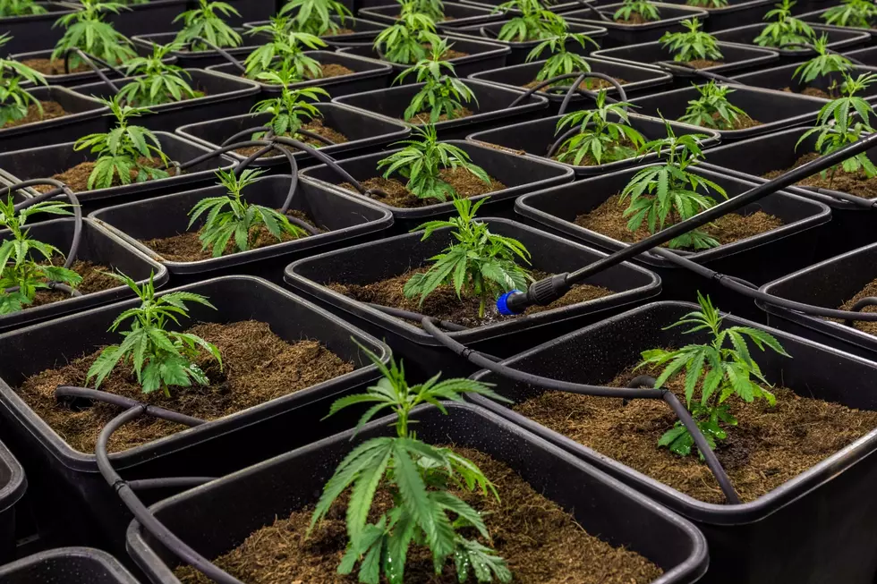 Soon, You Could Grow Your Own Weed In New York State