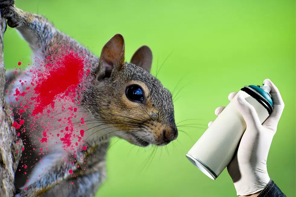 New York Man Busted For Allegedly Painting Squirrels Red