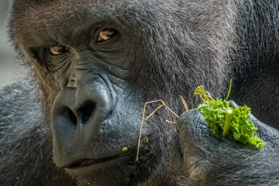 Devastating Loss Of Popular Animal At The Buffalo Zoo