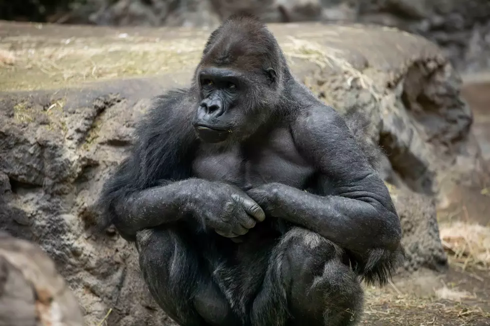 Last Day to Buy Buffalo Zoo Season Pass Before Massive Price Hike