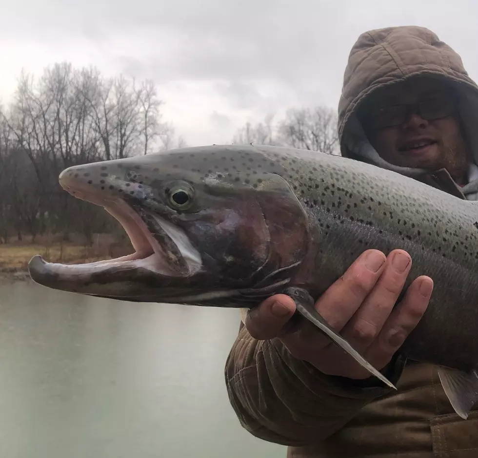 SEE IT: Massive Steelhead Caught In New York State