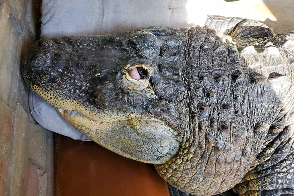 VIDEO: Fish Removed, Pool Emptied at Albert The Alligator’s Home