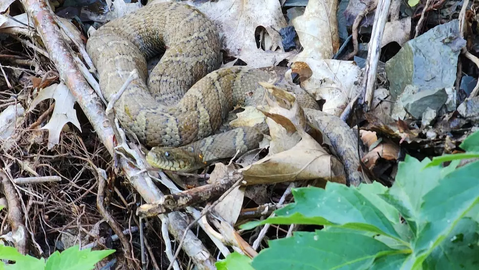 Large Snakes On The Move In New York State