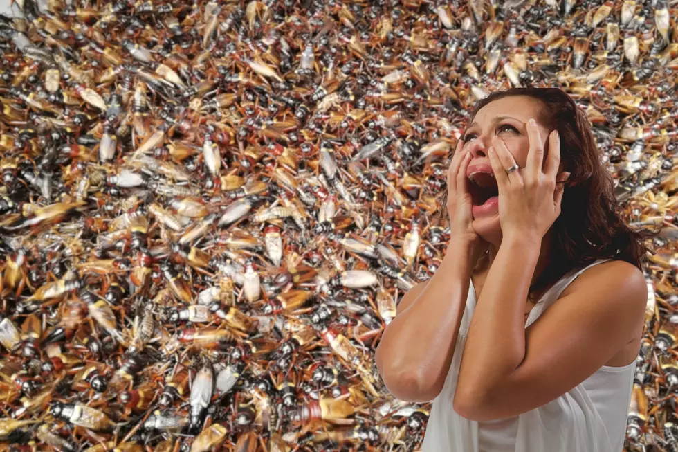 Is “Cicadageddon” Coming To Western New York?