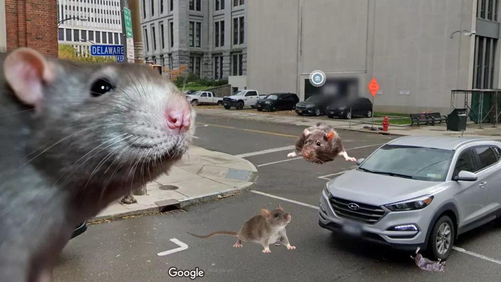 The Worst Street For Rats In Western New York