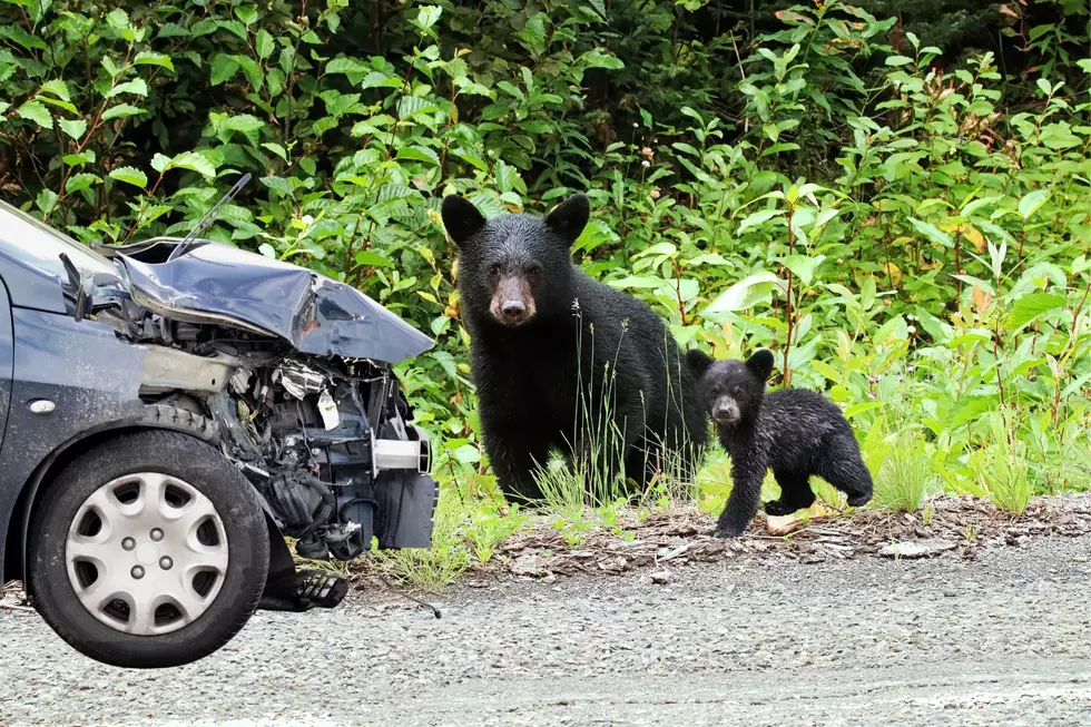 What To Do If You Hit A Bear In New York State