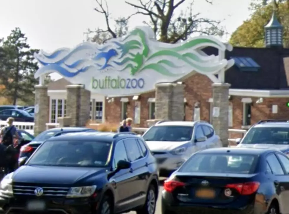 The Buffalo Zoo Is Welcoming A Brand New Pack This Summer