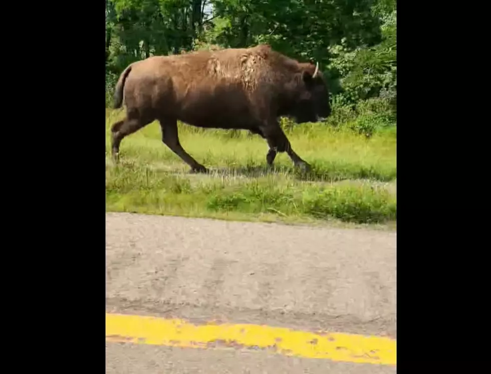 3 Buffalo Are On The Loose Still in New York State