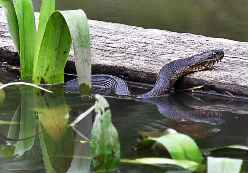 Massive Snakes Slither Around New York State
