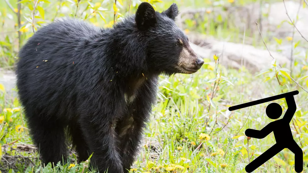 Why Western New Yorkers May Attack The Black Bear