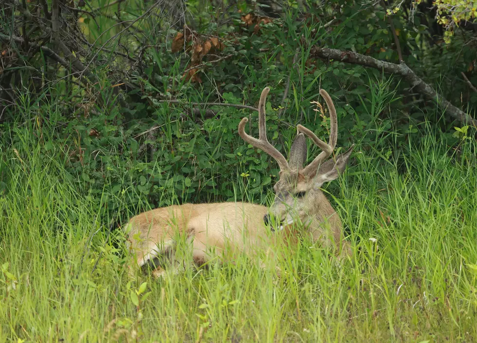 Extremely Rare Deer Spotted 3 Times in Cheektowaga, New York